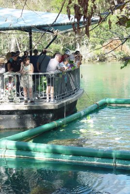 THERE IS A FEEDING ENCLOSURE WHERE YOU CAN WATCH THE PARK RANGERS FEED THE MANATEES FROM BELOW