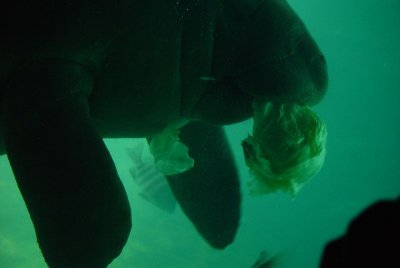LAST SWIM WITH THE MANATEES IN FLORIDA'S HIDDEN JEWELS