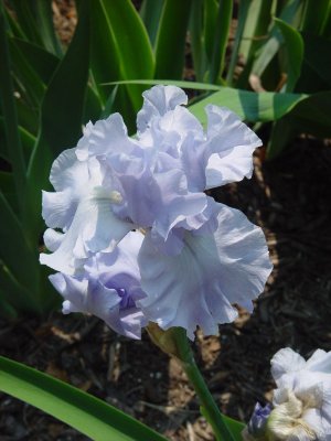 THIS IRIS WAS PHOTOGRAPHED JUST AS WE LEFT THE QUEBEC AREA