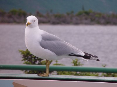 THIS GULL WELCOMED US ONTO THE TOUR BOAT