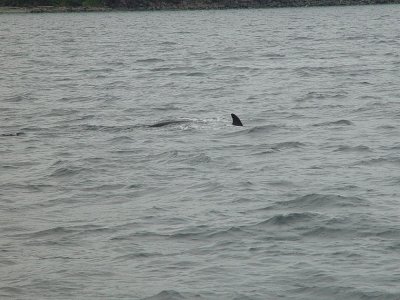 NOTICE THE FIN OF THE MANY MINKE WHALES THAT PLAYED AROUND THE WATER TAXI