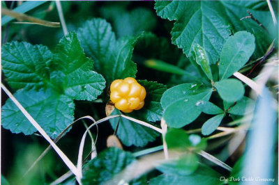 THESE ARE THE BAKEAPPLE BERRIES SO POPULAR ON THE ISLAND OF NEWFOUNDLAND