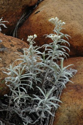 A FEW PLANTS GROW ON THE TABLELANDS DUE TO THE TOXIC ROCKS