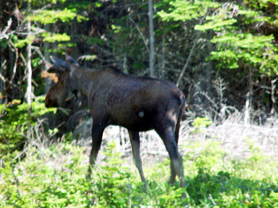 A MOOSE OUTSIDE THE BOTTLE