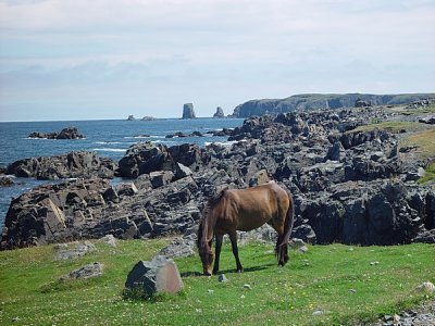 THESE HORSES ROAM WILD ABOVE THE CLIFFS AT BONA VISTA