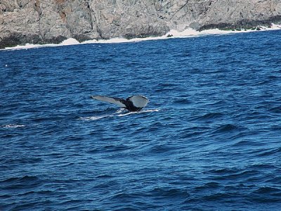 A HUMPBACK STARTS ANOTHER DIVE-INDIVIDUAL WHALES ARE IDENTIFIED BY THEIR TAIL PATTERNS