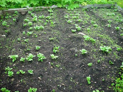 THE ROW OF VEGETABLES JUST POKING THROUGH IN MID JULY