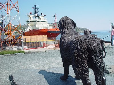 THIS NEWFOUNDLAND DOG GUARDS THE HARBOR AT ST. JOHNS
