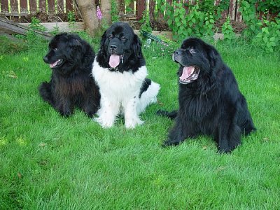 THREE LITTLE NEWFIES ALL IN A ROW-WELL NOT LITTLE