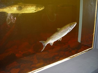 NOTICE THE BRUISE ON THE SALMON ON THE LEFT-IT IS A LONG JOURNEY TO THEIR BREEDING GROUNDS