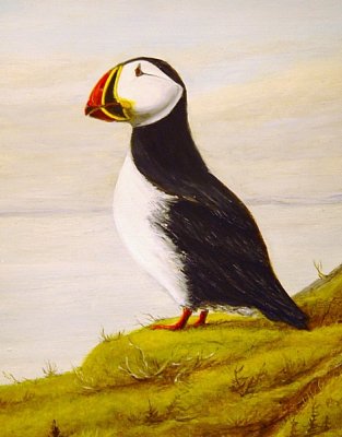 THE ATLANTIC PUFFIN OR PARSON BIRD TO NATIVE NEWFOUNDLANDERS
