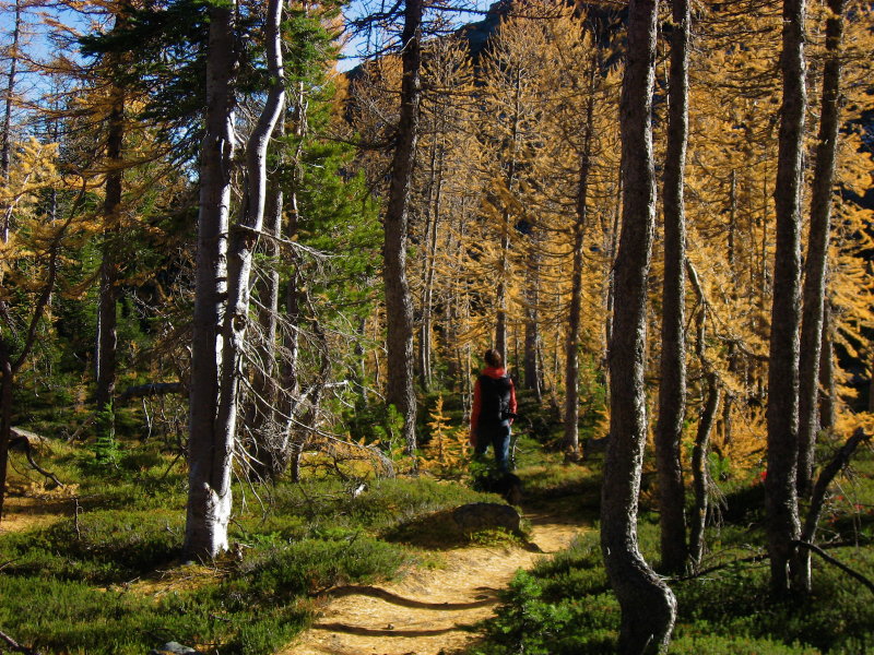 Larch Forest