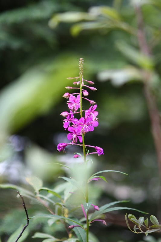 Fireweed