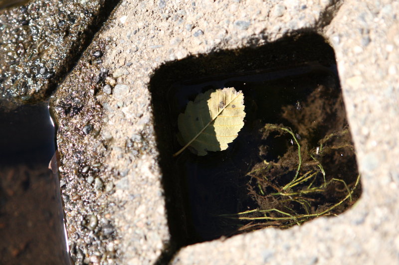 Trapped