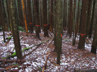 Bypass Trail Marked for Logging?