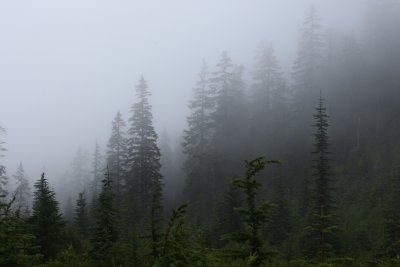 Fog Shrouded Trees