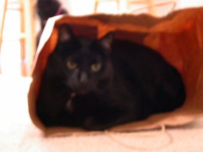 Lucifer in da bag 01.JPG