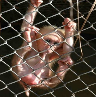 monkey.jpg