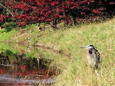 01 NOV 06 BLUE HERON