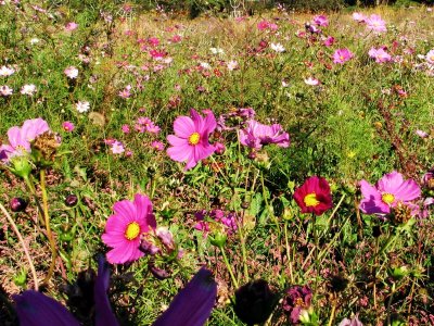 01 NOV 06 WILDFLOWERS