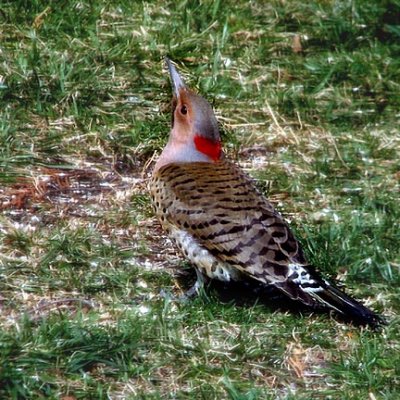 04 MAR 07 NORTHERN FLICKER