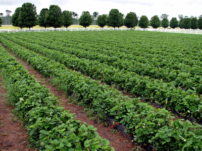 strawberry fields . . . . . forever