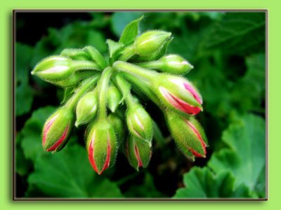 02 AUG 07 GERANIUM BUDS