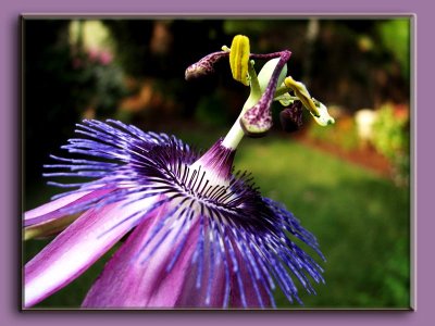 06 AUG 07 PASSION FLOWER OR MAYPOP