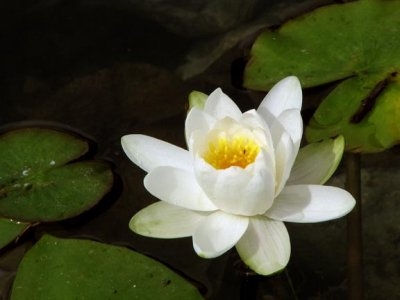 Flower in the moat