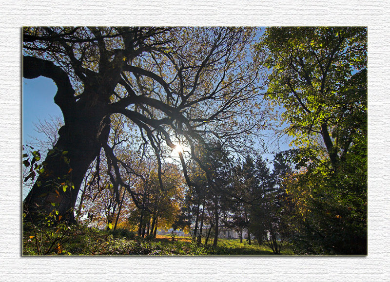 Chernica Monasterys oak