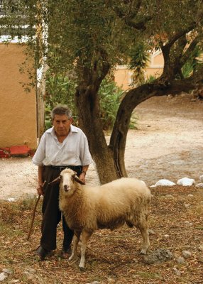 portret of man with sheep under olive  tree