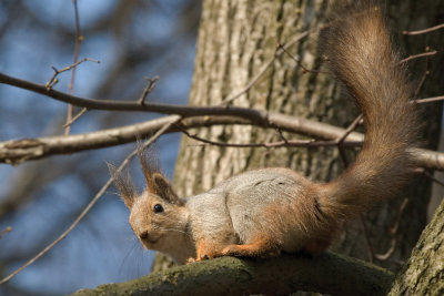 squirrel in Tsaritsino park