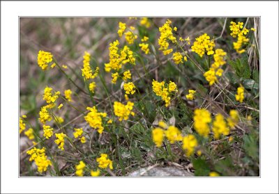 yellow fields