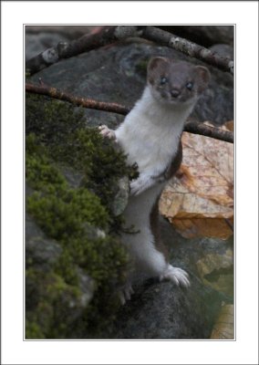 curiosity