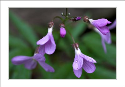 elements of flora