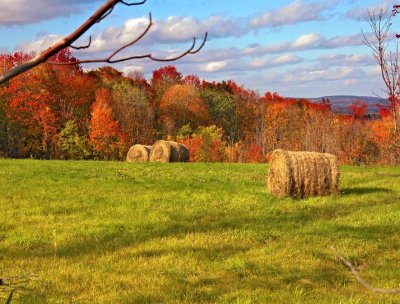 Foliage 225.jpg