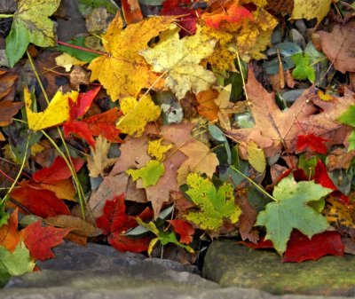 Fall leaves 082.jpg