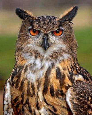 Owl 033.jpg
