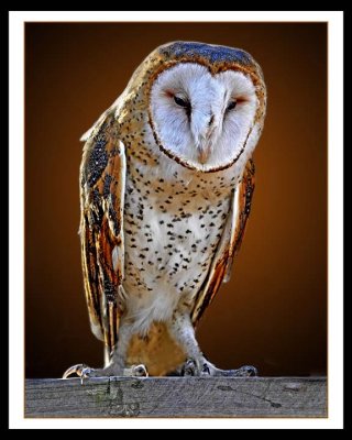 Owl 259 low res.jpg