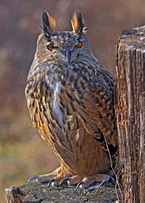 Owl 351.jpg