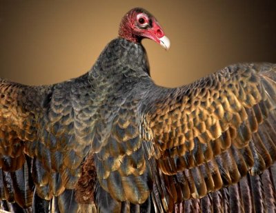 Vulture 174.jpg