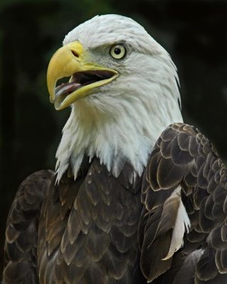 Eagle 698.jpg
