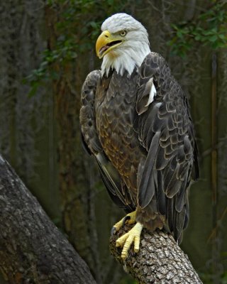 Eagle 703.jpg