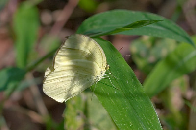 E  Catopsilia pyranthe