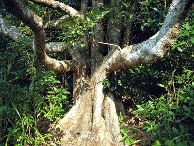 A grand-looking tree near the topof Wan Cham ShanEsWܦ@ʤj
