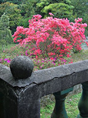 It was blossoming in the Lung Tsai Ng Yuen (sJ餺Ma})