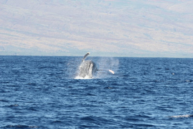 Humpback Whale Breach 1 of 5