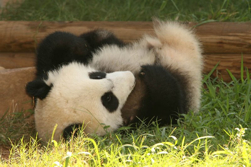 Mei Lan (Baby Girl Panda born September 6, 2006)