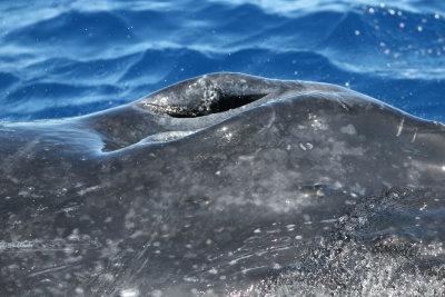 Humpback Whale Blow Hole