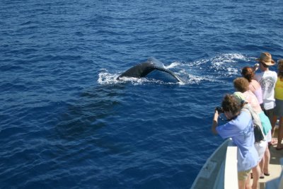Humpback Whale mugs a whale watching boat